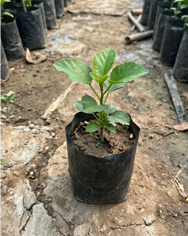 Wind_Rosa_Nine_Yarns_Hibiscus_|_Grafted_Exotic_Hibiscus_|_Unique_Pattern_Flowering_Plant_|_Healthy_Live_Plant_Guaranteed
