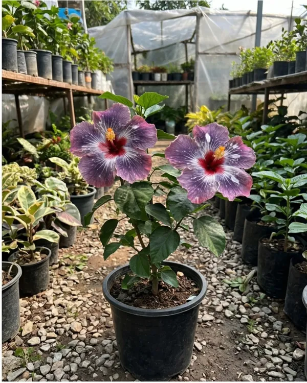 Wind_Rosa_Snow_Flame_Hibiscus_|_Grafted_Exotic_Hibiscus_|_Dual_Tone_Flowering_Plant_|_Healthy_Live_Plant_Guaranteed