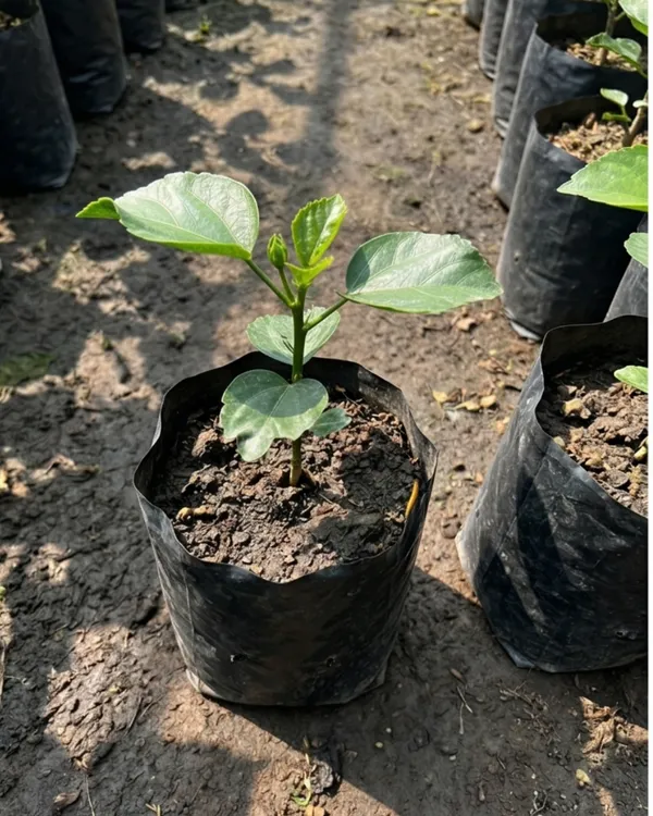 Wind_Rosa_Snow_Flame_Hibiscus_|_Grafted_Exotic_Hibiscus_|_Dual_Tone_Flowering_Plant_|_Healthy_Live_Plant_Guaranteed