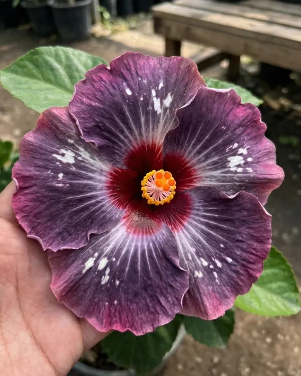 Wind_Rosa_Snow_Flame_Hibiscus_|_Grafted_Exotic_Hibiscus_|_Dual_Tone_Flowering_Plant_|_Healthy_Live_Plant_Guaranteed