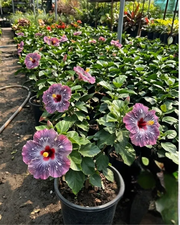 Wind_Rosa_Snow_Flame_Hibiscus_|_Grafted_Exotic_Hibiscus_|_Dual_Tone_Flowering_Plant_|_Healthy_Live_Plant_Guaranteed