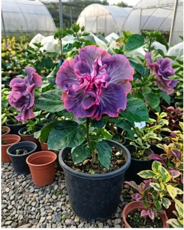 Wind_Rosa_Dragon_Dance_Hibiscus_|_Grafted_Exotic_Hibiscus_|_Dual_Tone_Flowering_Plant_|_Healthy_Live_Plant_Guaranteed