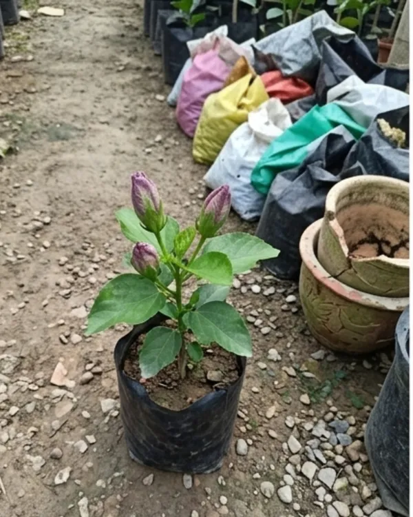 Wind_Rosa_Dragon_Dance_Hibiscus_|_Grafted_Exotic_Hibiscus_|_Dual_Tone_Flowering_Plant_|_Healthy_Live_Plant_Guaranteed