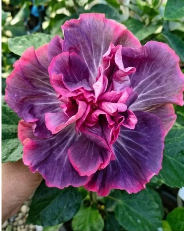 Wind_Rosa_Dragon_Dance_Hibiscus_|_Grafted_Exotic_Hibiscus_|_Dual_Tone_Flowering_Plant_|_Healthy_Live_Plant_Guaranteed
