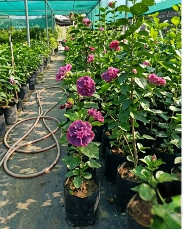 Wind_Rosa_Dragon_Dance_Hibiscus_|_Grafted_Exotic_Hibiscus_|_Dual_Tone_Flowering_Plant_|_Healthy_Live_Plant_Guaranteed
