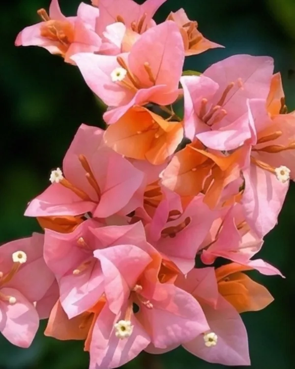Huge_Evan_Bougainvillea_Plant_|_Grafted_Large_Bloom_Premium_Variety_|_Bright_Pink_Flowers_|_Heavy_Flowering_|_Healthy_Live_Plant_Guaranteed