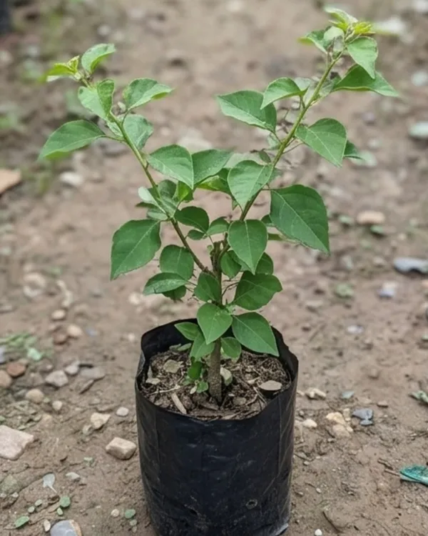 Huge_Evan_Bougainvillea_Plant_|_Grafted_Large_Bloom_Premium_Variety_|_Bright_Pink_Flowers_|_Heavy_Flowering_|_Healthy_Live_Plant_Guaranteed