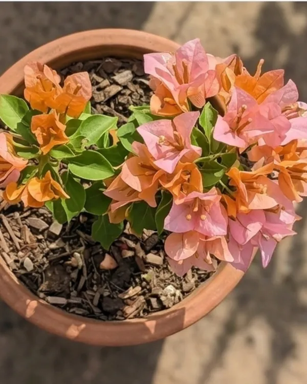 Huge_Evan_Bougainvillea_Plant_|_Grafted_Large_Bloom_Premium_Variety_|_Bright_Pink_Flowers_|_Heavy_Flowering_|_Healthy_Live_Plant_Guaranteed