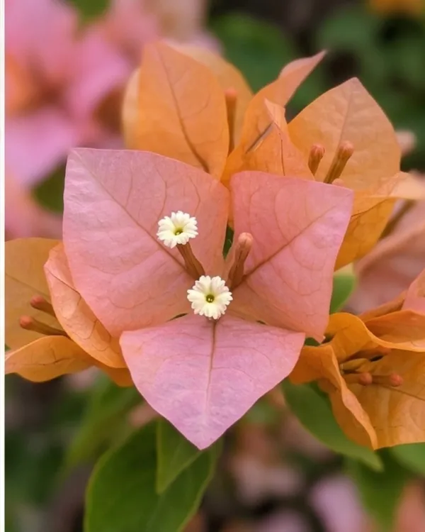 Huge_Evan_Bougainvillea_Plant_|_Grafted_Large_Bloom_Premium_Variety_|_Bright_Pink_Flowers_|_Heavy_Flowering_|_Healthy_Live_Plant_Guaranteed