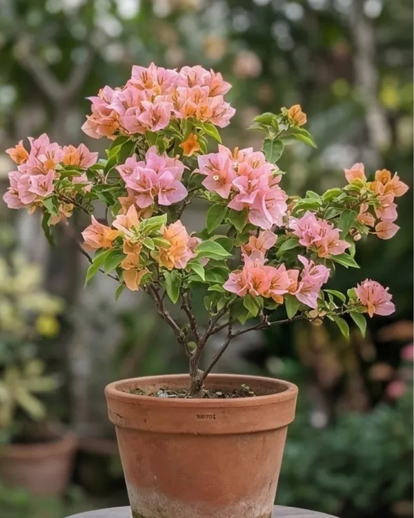 Huge_Evan_Bougainvillea_Plant_|_Grafted_Large_Bloom_Premium_Variety_|_Bright_Pink_Flowers_|_Heavy_Flowering_|_Healthy_Live_Plant_Guaranteed