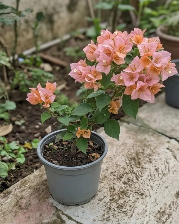 Huge_Evan_Bougainvillea_Plant_|_Grafted_Large_Bloom_Premium_Variety_|_Bright_Pink_Flowers_|_Heavy_Flowering_|_Healthy_Live_Plant_Guaranteed
