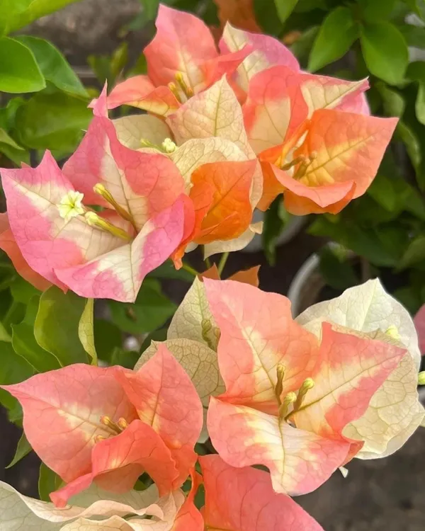 Chitra_Gold_Bougainvillea_Plant_|_Grafted_Ornamental_Variety_|_Bright_Golden_Blooms_|_Ideal_for_Terrace_&_Outdoor_Gardens_|_Healthy_Live_Plant_Guaranteed.