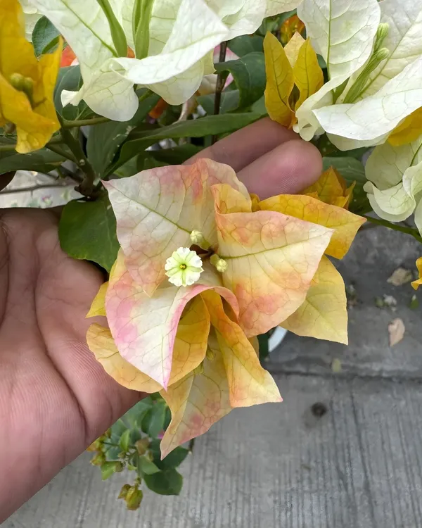 Chitra_Gold_Bougainvillea_Plant_|_Grafted_Ornamental_Variety_|_Bright_Golden_Blooms_|_Ideal_for_Terrace_&_Outdoor_Gardens_|_Healthy_Live_Plant_Guaranteed.