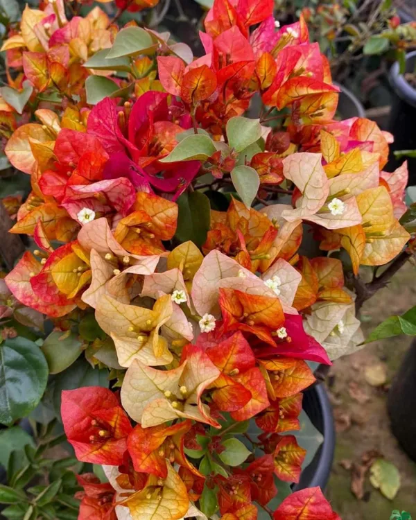 Chitra_Gold_Bougainvillea_Plant_|_Grafted_Ornamental_Variety_|_Bright_Golden_Blooms_|_Ideal_for_Terrace_&_Outdoor_Gardens_|_Healthy_Live_Plant_Guaranteed.