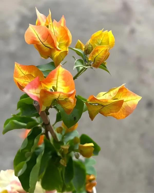 Chitra_Gold_Bougainvillea_Plant_|_Grafted_Ornamental_Variety_|_Bright_Golden_Blooms_|_Ideal_for_Terrace_&_Outdoor_Gardens_|_Healthy_Live_Plant_Guaranteed.