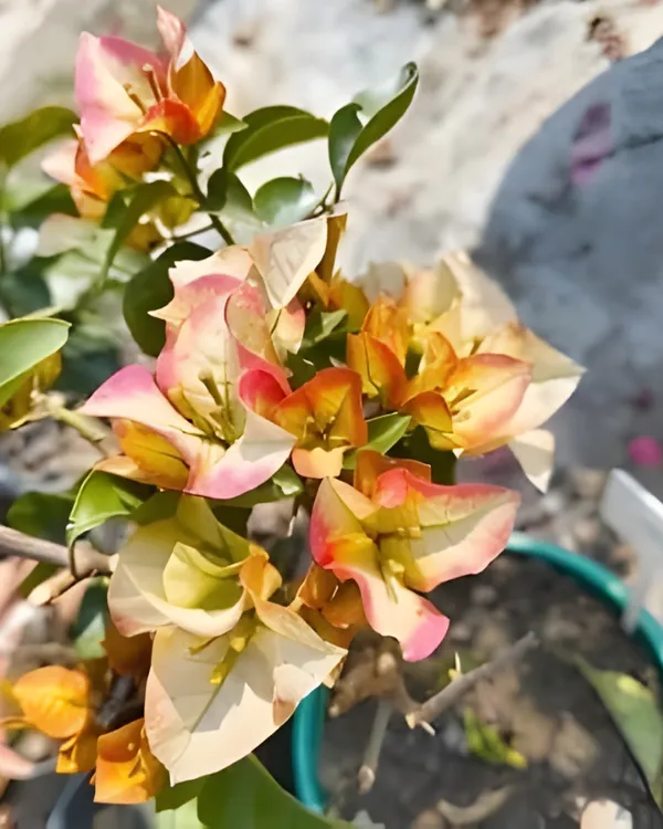 Chitra_Gold_Bougainvillea_Plant_|_Grafted_Ornamental_Variety_|_Bright_Golden_Blooms_|_Ideal_for_Terrace_&_Outdoor_Gardens_|_Healthy_Live_Plant_Guaranteed.