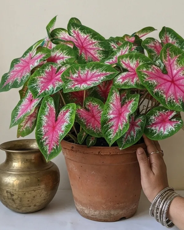 Indian_Caladium_Plant_|_Grafted_Caladium_Plant_|_Colorful_Indoor_Outdoor_Plant_|_Healthy_Live_Plant_Guaranteed