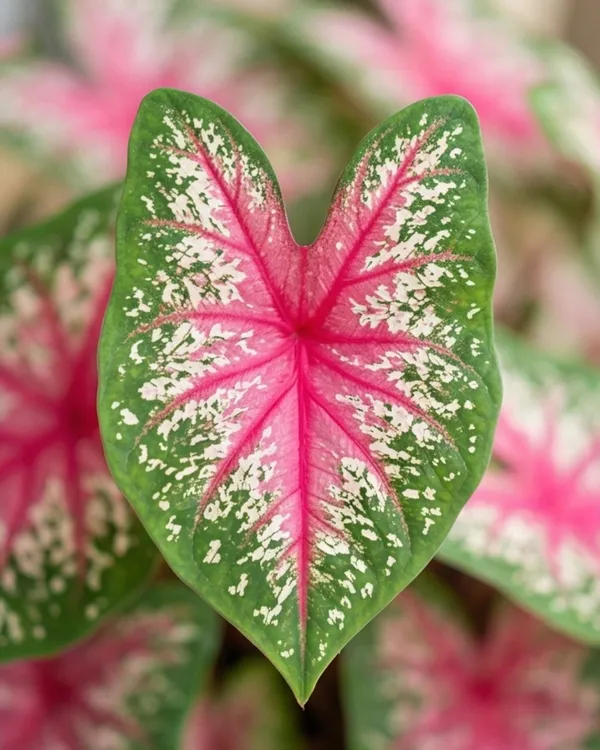 Indian_Caladium_Plant_|_Grafted_Caladium_Plant_|_Colorful_Indoor_Outdoor_Plant_|_Healthy_Live_Plant_Guaranteed