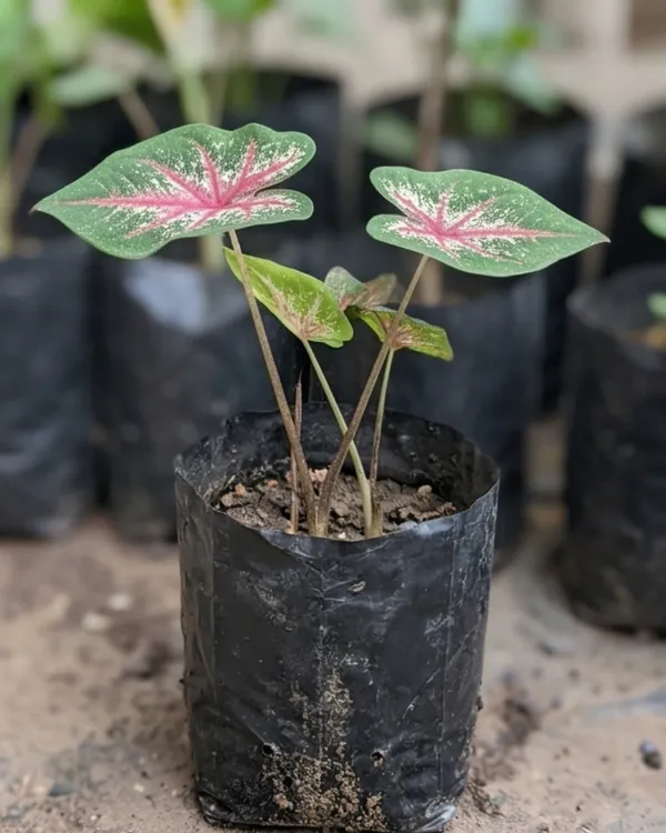 Indian_Caladium_Plant_|_Grafted_Caladium_Plant_|_Colorful_Indoor_Outdoor_Plant_|_Healthy_Live_Plant_Guaranteed