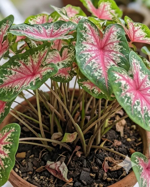 Indian_Caladium_Plant_|_Grafted_Caladium_Plant_|_Colorful_Indoor_Outdoor_Plant_|_Healthy_Live_Plant_Guaranteed