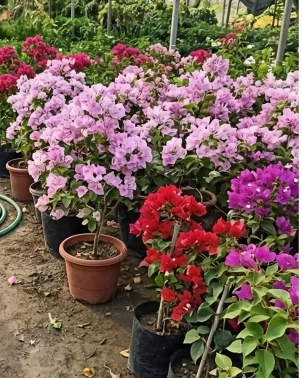 International_Pink_Bougainvillea_Plant_|_Grafted_Classic_Premium_Bloom_Variety_|_Bright_Pink_Flowers_|_Heavy_Flowering_|_Healthy_Live_Plant_Guaranteed