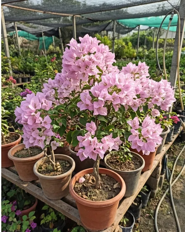 International_Pink_Bougainvillea_Plant_|_Grafted_Classic_Premium_Bloom_Variety_|_Bright_Pink_Flowers_|_Heavy_Flowering_|_Healthy_Live_Plant_Guaranteed