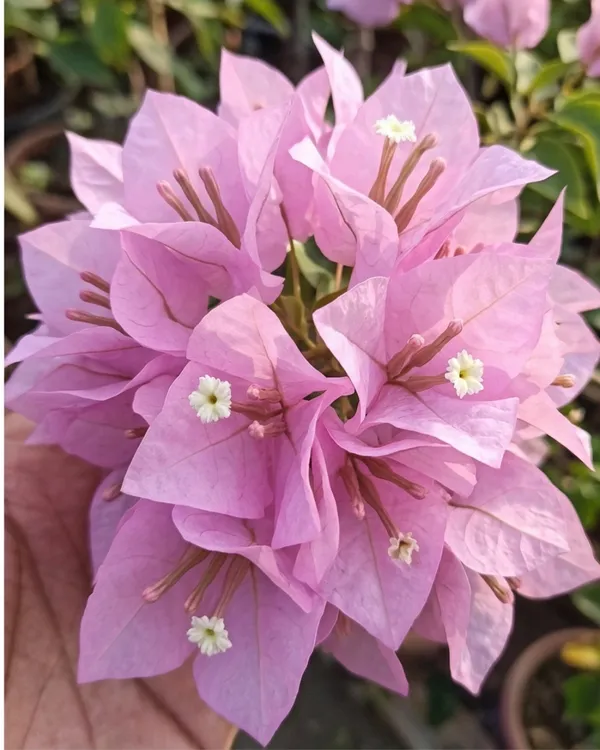 International_Pink_Bougainvillea_Plant_|_Grafted_Classic_Premium_Bloom_Variety_|_Bright_Pink_Flowers_|_Heavy_Flowering_|_Healthy_Live_Plant_Guaranteed