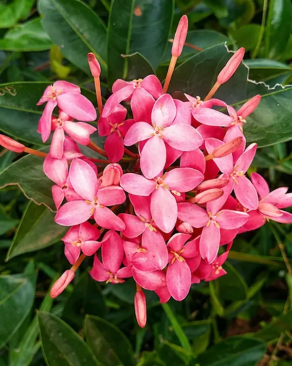 Ixora_Pink_Plant_|_Grafted_Ixora_Flowering_Plant_|_Garden_Flower_Plant_|_Healthy_Live_Plant_Guaranteed