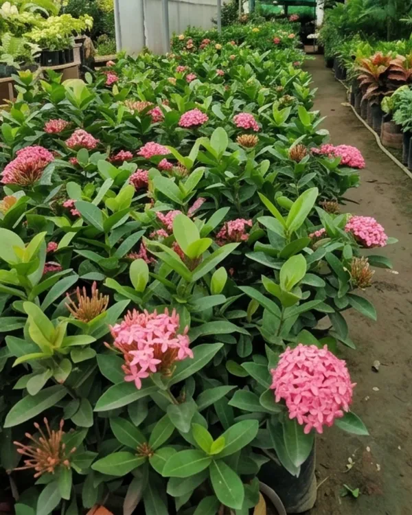 Ixora_Pink_Plant_|_Grafted_Ixora_Flowering_Plant_|_Garden_Flower_Plant_|_Healthy_Live_Plant_Guaranteed