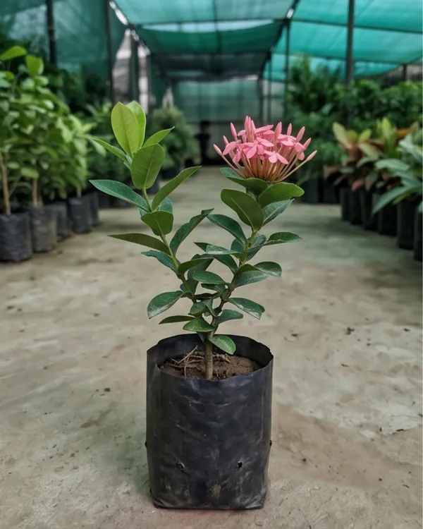 Ixora_Pink_Plant_|_Grafted_Ixora_Flowering_Plant_|_Garden_Flower_Plant_|_Healthy_Live_Plant_Guaranteed