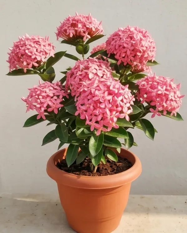 Ixora_Pink_Plant_|_Grafted_Ixora_Flowering_Plant_|_Garden_Flower_Plant_|_Healthy_Live_Plant_Guaranteed