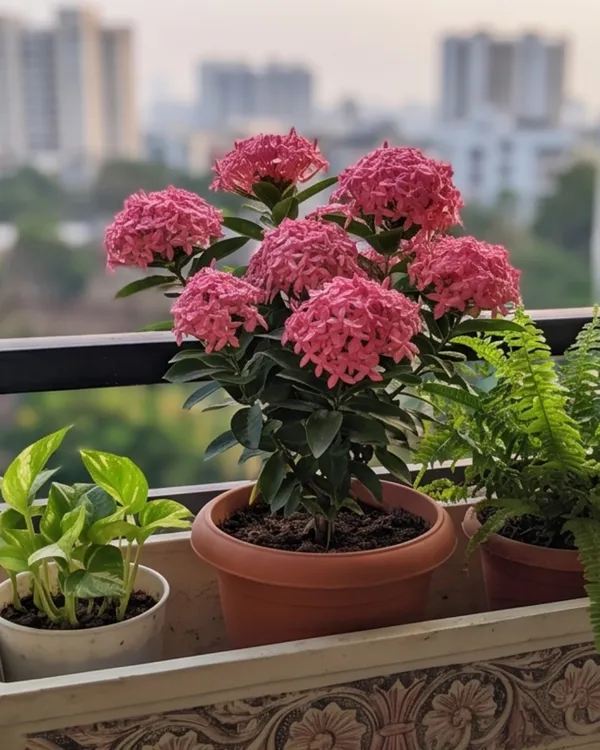 Ixora_Pink_Plant_|_Grafted_Ixora_Flowering_Plant_|_Garden_Flower_Plant_|_Healthy_Live_Plant_Guaranteed