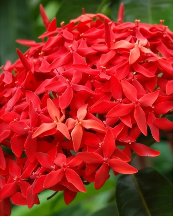 Ixora_Red_Plant_|_Grafted_Ixora_Flowering_Plant_|_Garden_Flower_Plant_|_Healthy_Live_Plant_Guaranteed