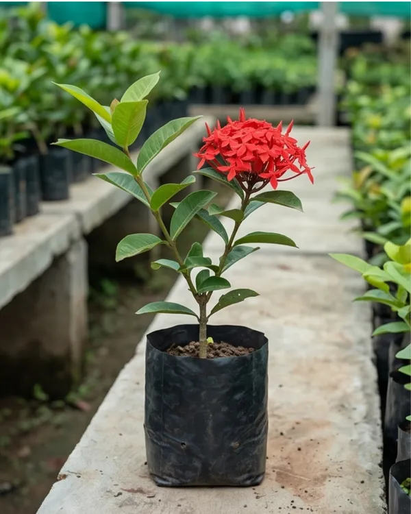 Ixora_Red_Plant_|_Grafted_Ixora_Flowering_Plant_|_Garden_Flower_Plant_|_Healthy_Live_Plant_Guaranteed