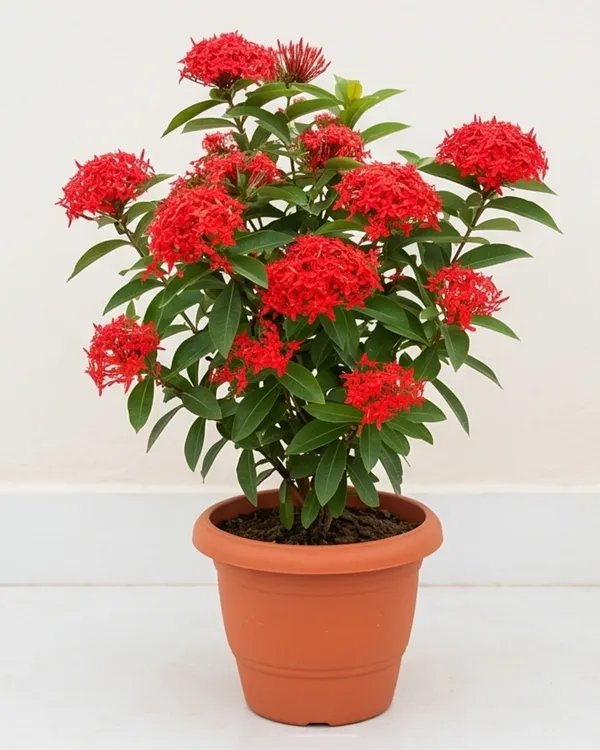 Ixora_Red_Plant_|_Grafted_Ixora_Flowering_Plant_|_Garden_Flower_Plant_|_Healthy_Live_Plant_Guaranteed