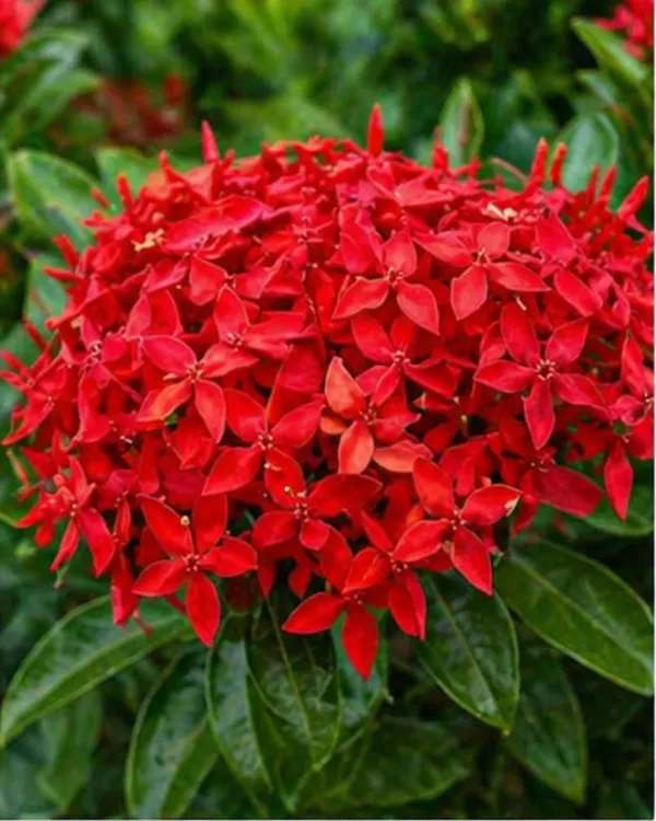 Ixora_Red_Plant_|_Grafted_Ixora_Flowering_Plant_|_Garden_Flower_Plant_|_Healthy_Live_Plant_Guaranteed