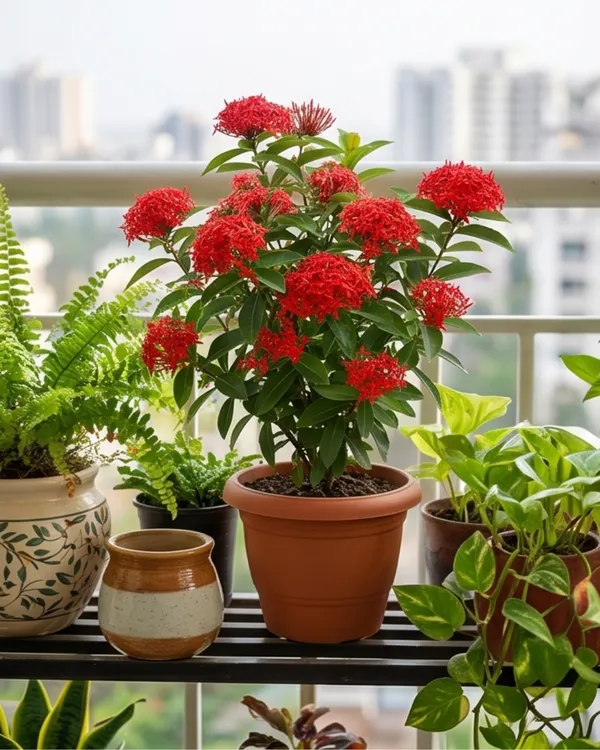 Ixora_Red_Plant_|_Grafted_Ixora_Flowering_Plant_|_Garden_Flower_Plant_|_Healthy_Live_Plant_Guaranteed
