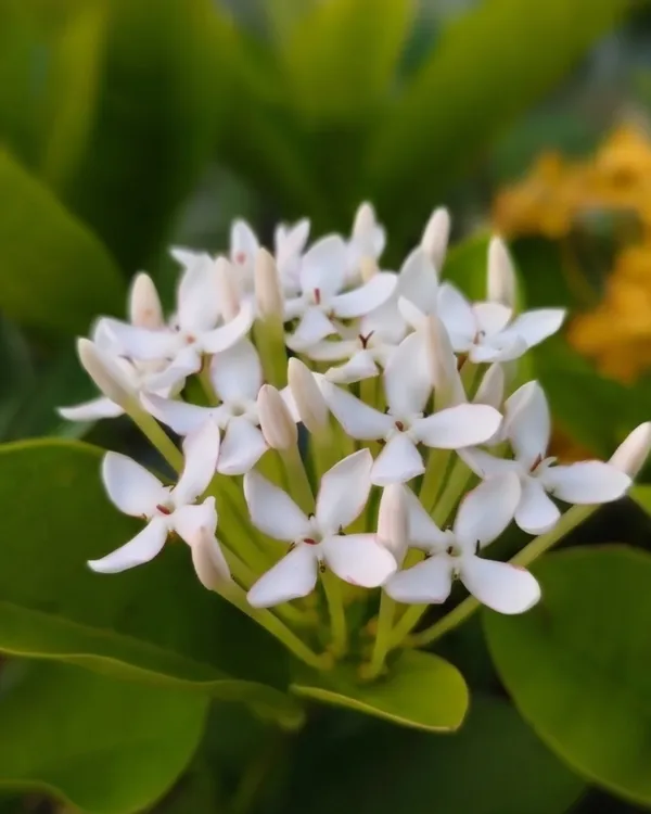 Ixora_White_Plant_|_Grafted_Ixora_Flowering_Plant_|_Garden_Flower_Plant_|_Healthy_Live_Plant_Guaranteed