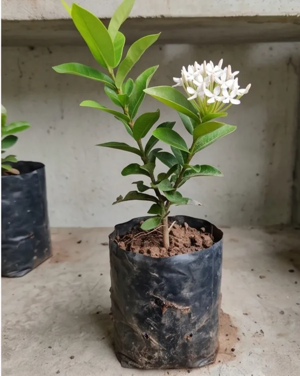 Ixora_White_Plant_|_Grafted_Ixora_Flowering_Plant_|_Garden_Flower_Plant_|_Healthy_Live_Plant_Guaranteed