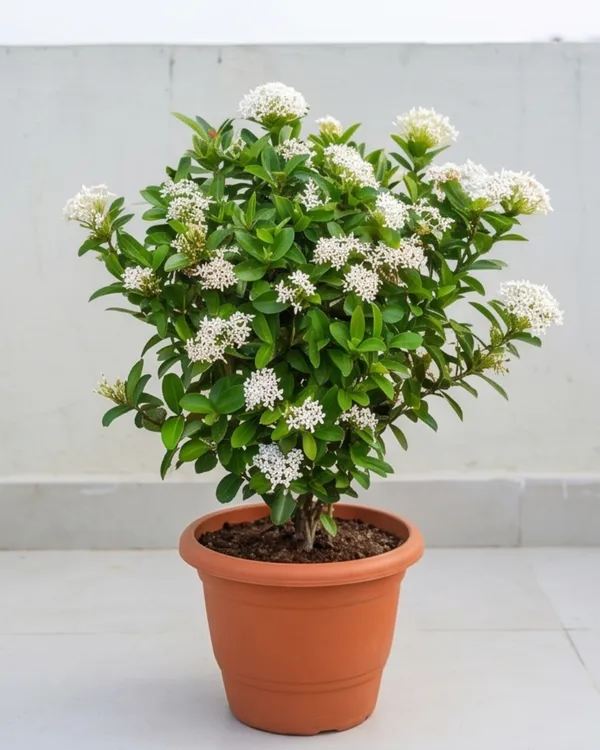Ixora_White_Plant_|_Grafted_Ixora_Flowering_Plant_|_Garden_Flower_Plant_|_Healthy_Live_Plant_Guaranteed