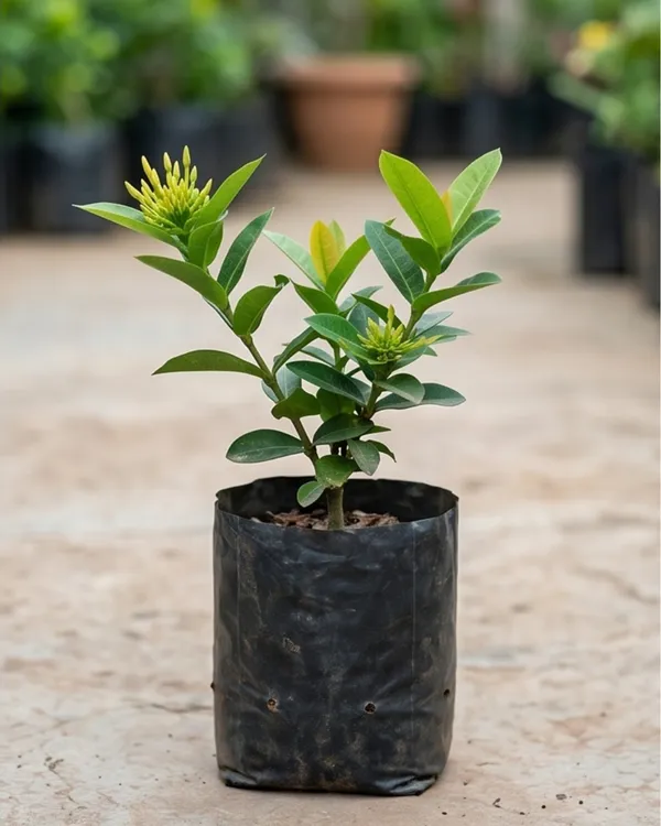 Ixora_Yellow_Plant_|_Grafted_Ixora_Flowering_Plant_|_Garden_Flower_Plant_|_Healthy_Live_Plant_Guaranteed
