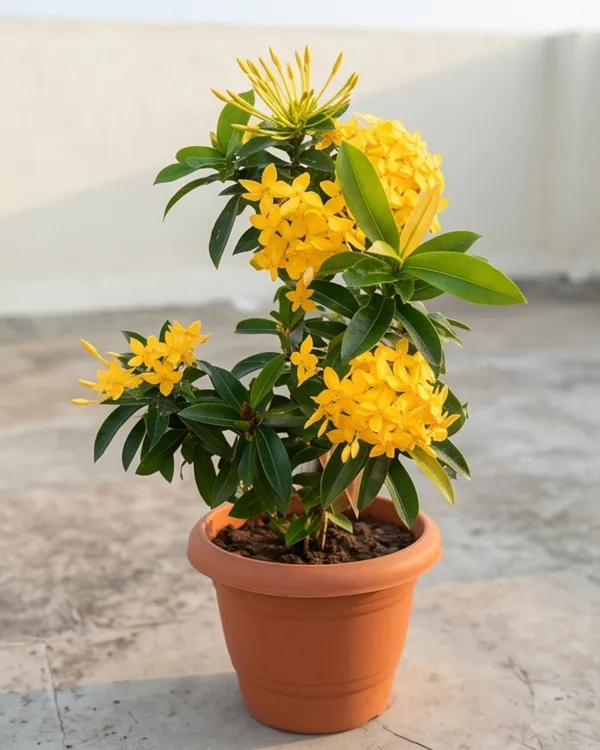 Ixora_Yellow_Plant_|_Grafted_Ixora_Flowering_Plant_|_Garden_Flower_Plant_|_Healthy_Live_Plant_Guaranteed