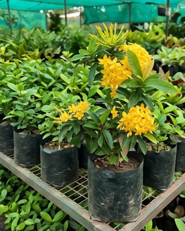 Ixora_Yellow_Plant_|_Grafted_Ixora_Flowering_Plant_|_Garden_Flower_Plant_|_Healthy_Live_Plant_Guaranteed