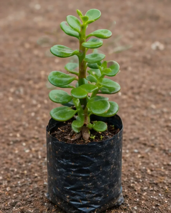 Jade_Plant_|_Grafted_Indoor_|_Crassula_Ovata_|_Money_Plant_Succulent_|_Wealth_Plant_|_Healthy_Live_Plant_Guaranteed