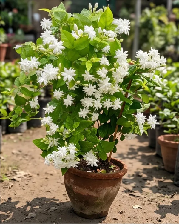 Jasmine_Plant_|_Grafted_Mogra_Plant_|_Fragrant_Flower_Plant_|_Healthy_Live_Plant_Guaranteed