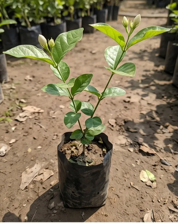 Jasmine_Plant_|_Grafted_Mogra_Plant_|_Fragrant_Flower_Plant_|_Healthy_Live_Plant_Guaranteed