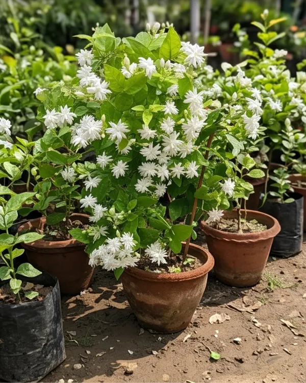 Jasmine_Plant_|_Grafted_Mogra_Plant_|_Fragrant_Flower_Plant_|_Healthy_Live_Plant_Guaranteed