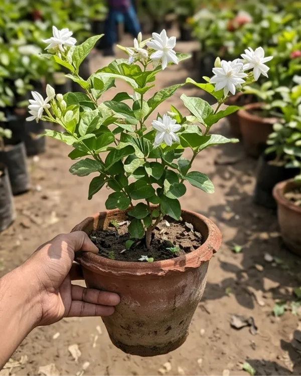 Jasmine_Plant_|_Grafted_Mogra_Plant_|_Fragrant_Flower_Plant_|_Healthy_Live_Plant_Guaranteed