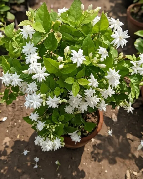 Jasmine_Plant_|_Grafted_Mogra_Plant_|_Fragrant_Flower_Plant_|_Healthy_Live_Plant_Guaranteed
