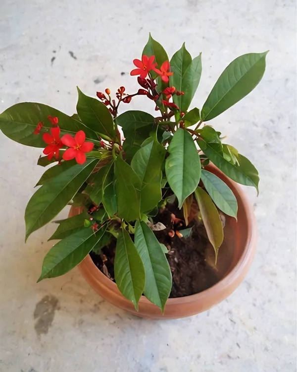 Jatropha_Plant_|_Grafted_Duttapriya_Flower_Plant_|_Red_Flower_Plant_|_Healthy_Live_Plant_Guaranteed